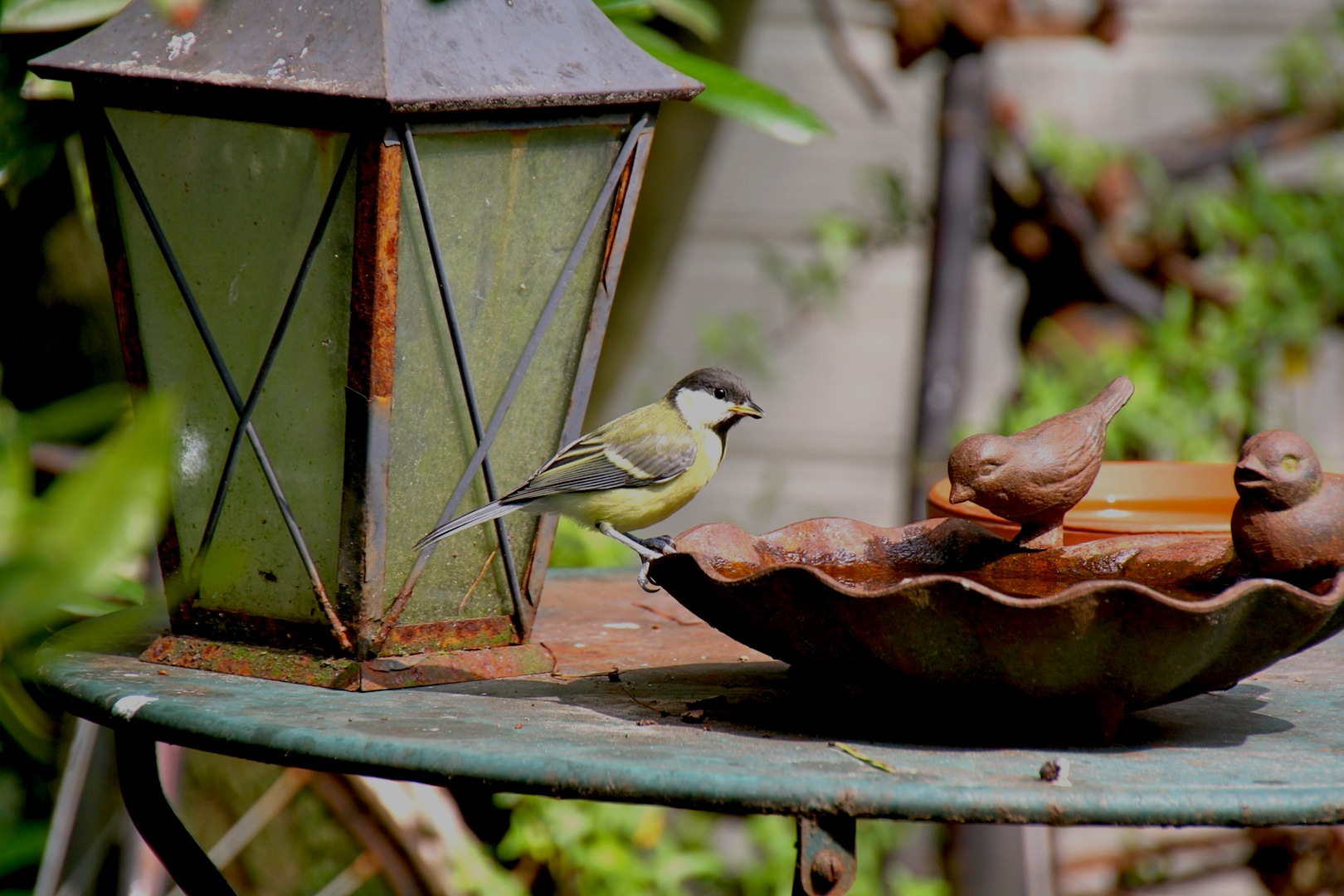Koolmees op drinkbakje