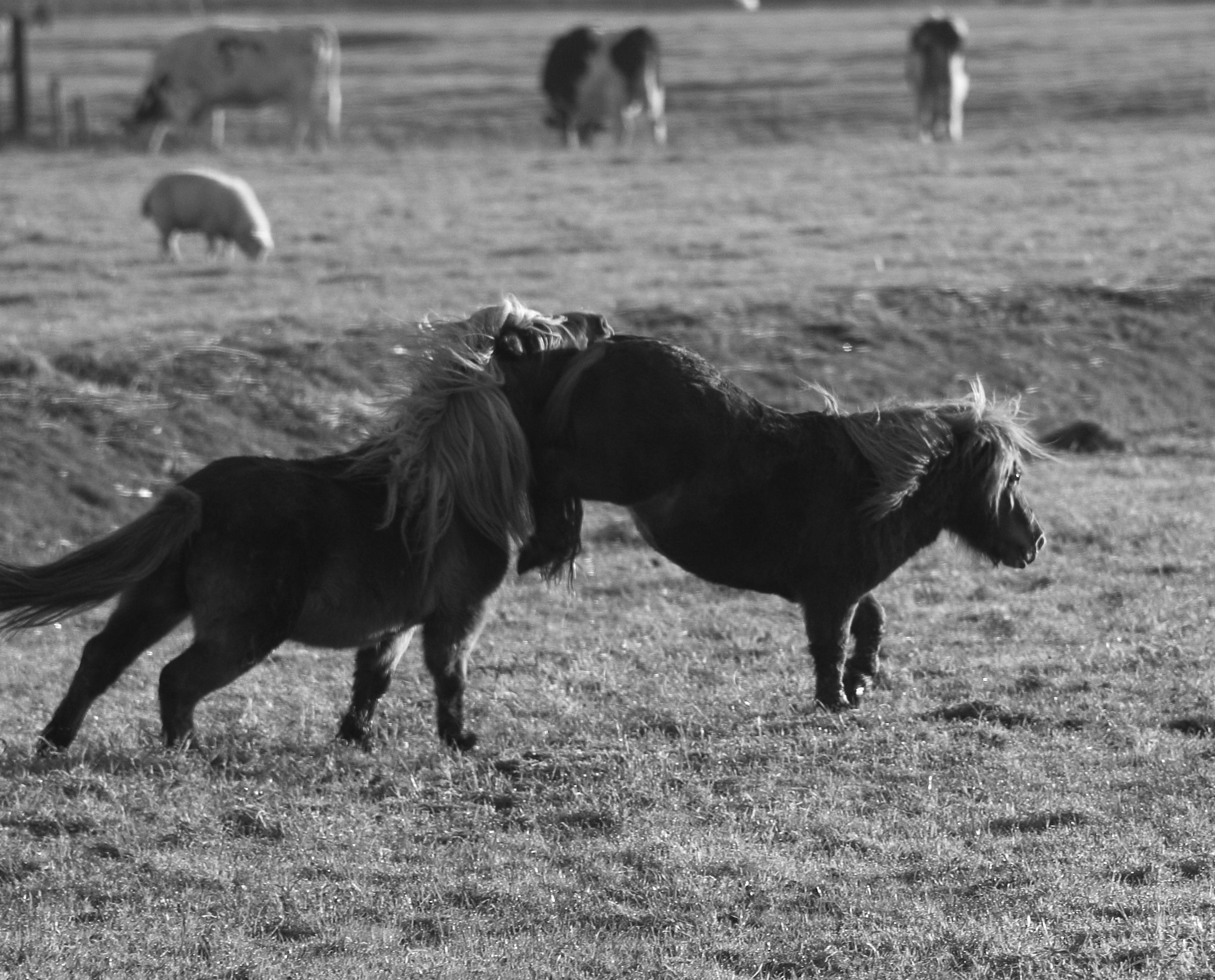 Stoeiende shetland pony's