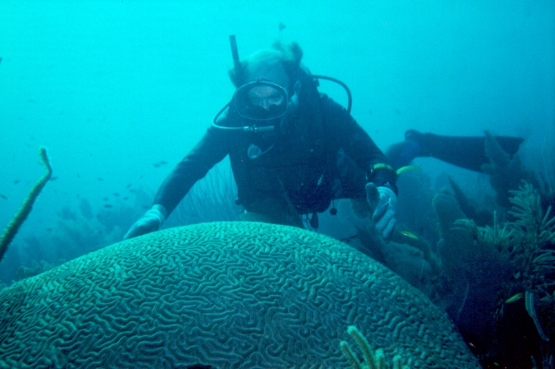 hersen koraal met diver