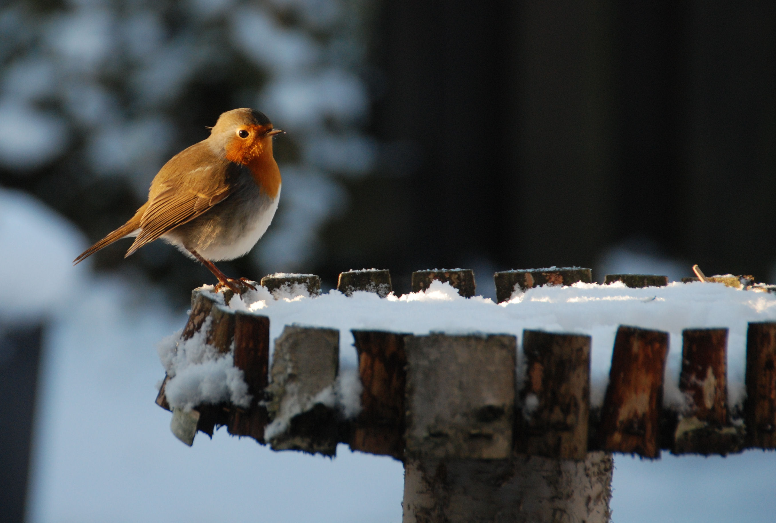 Mooie roodborst!