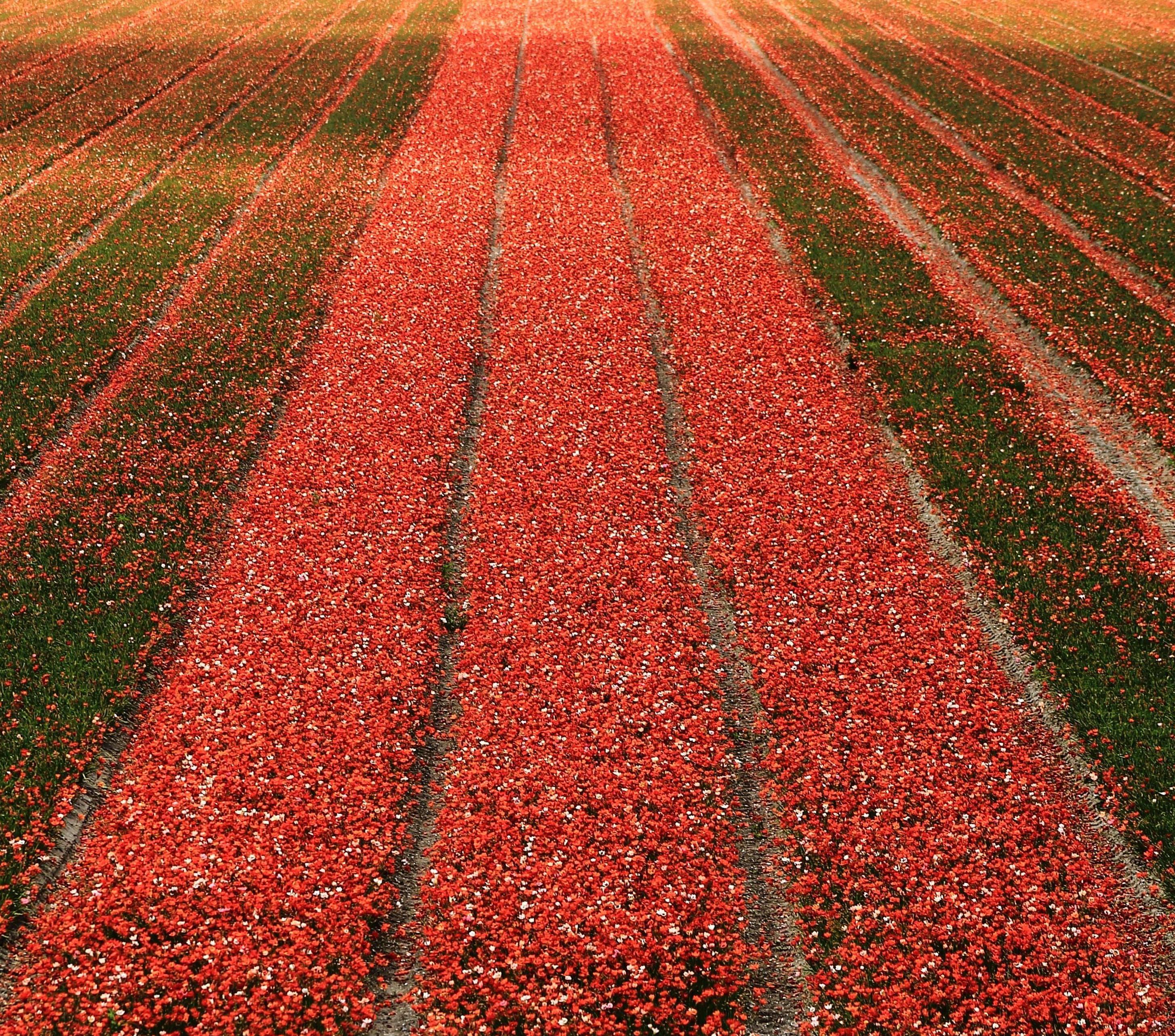 Einde van het voorjaar 2011.
