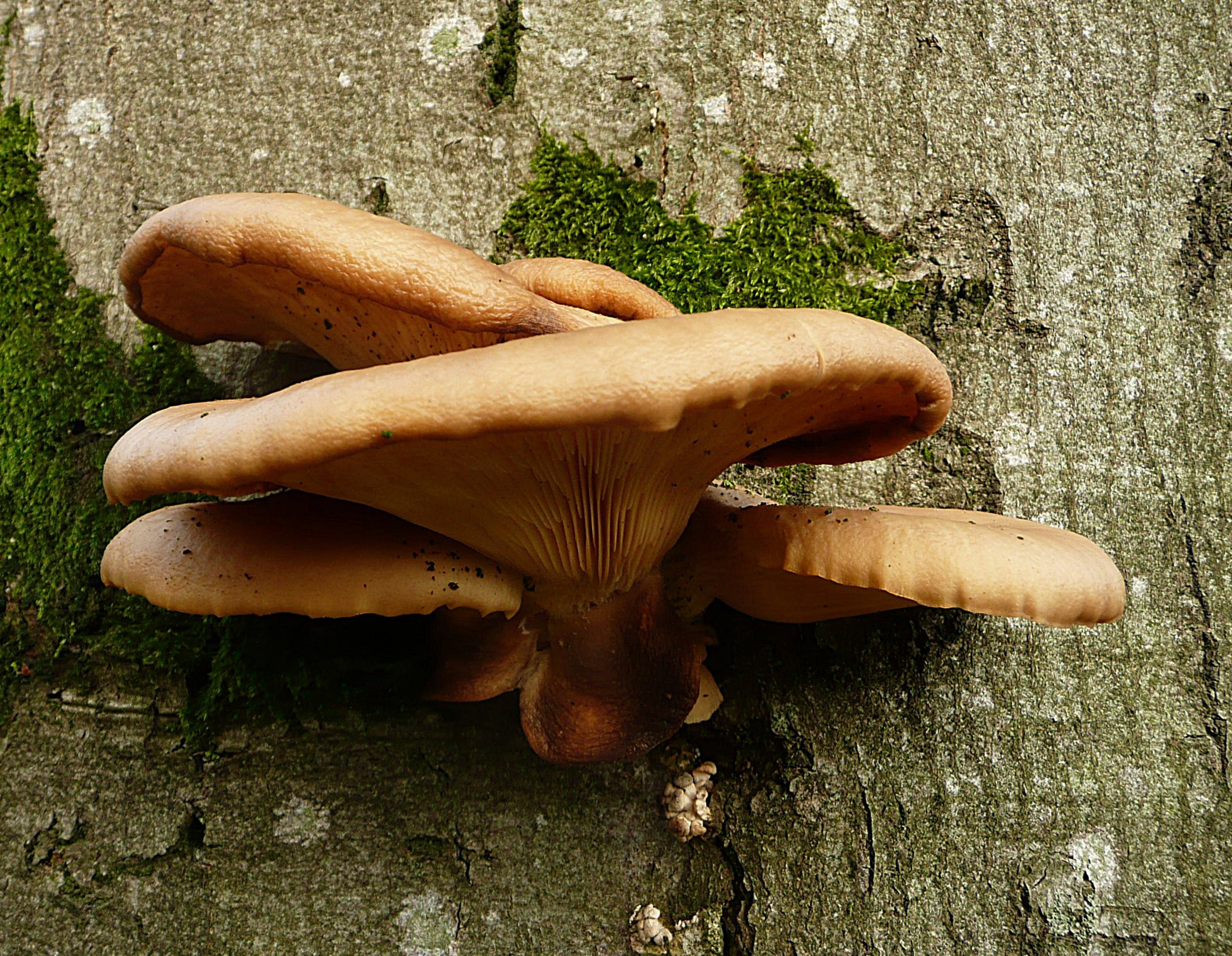 Deel van de paddenstoelenflat