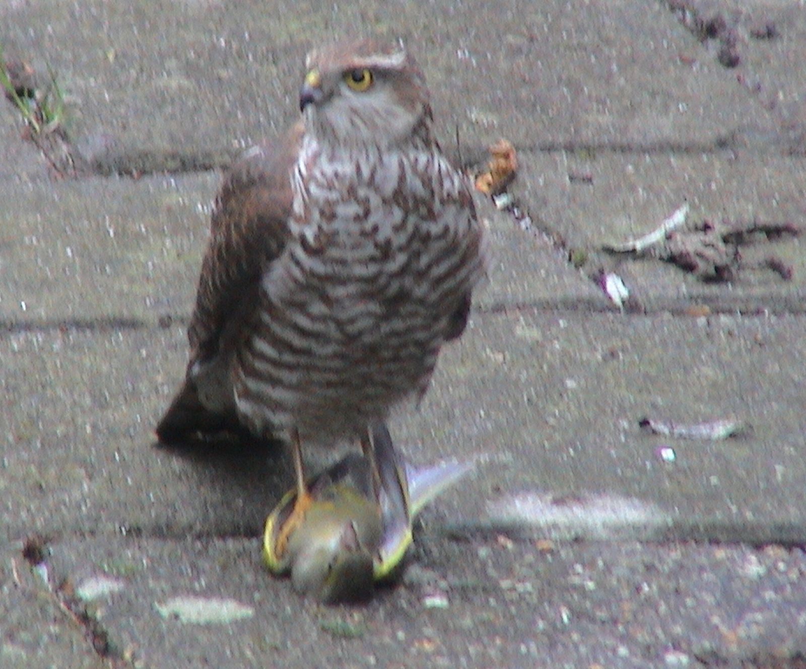 roofvogel (sperwer) met prooi (groenling)