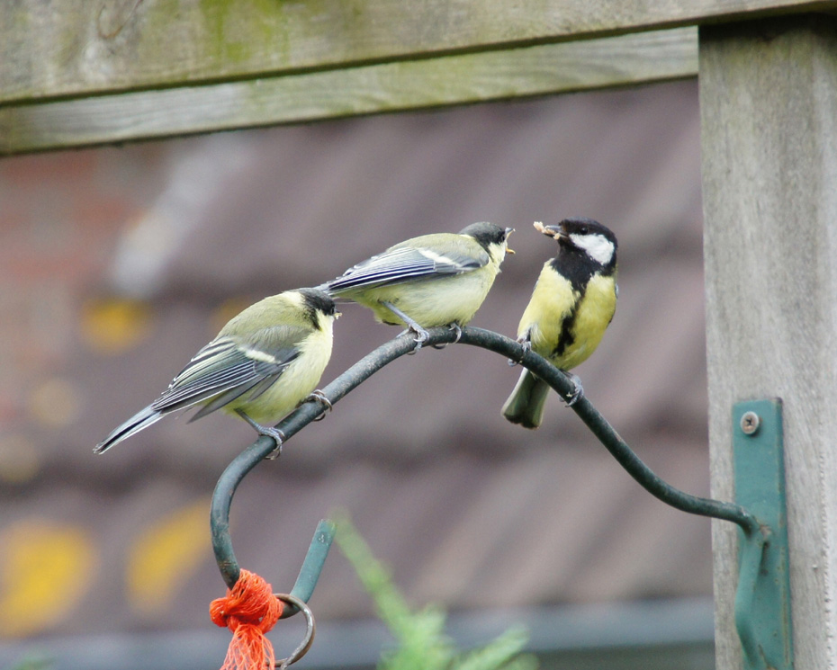 moeder mees voert jongen