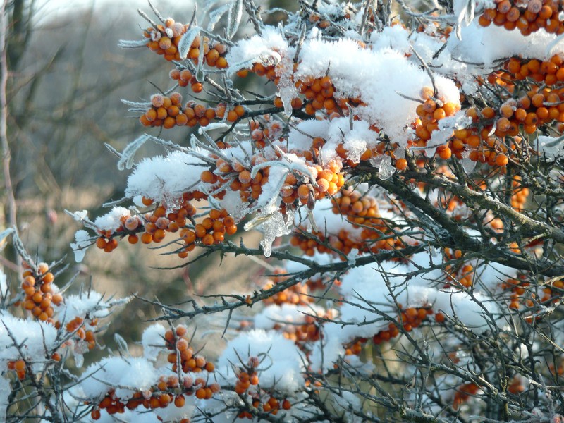 zware last op Schiermonnikoog
