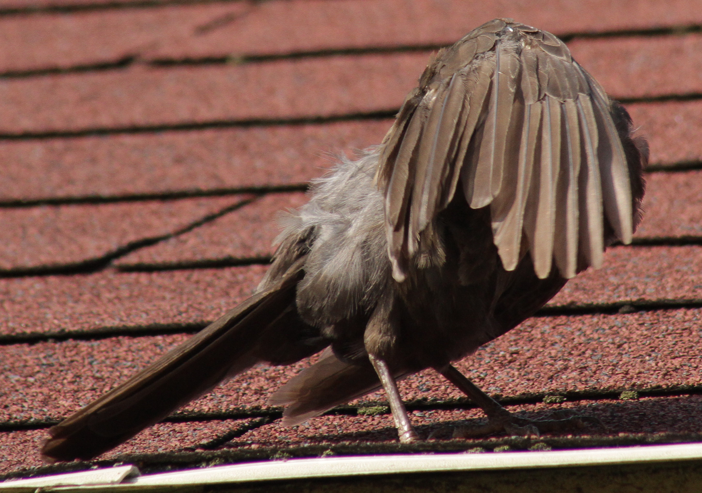 Geen foto, ik ben verlegen!
