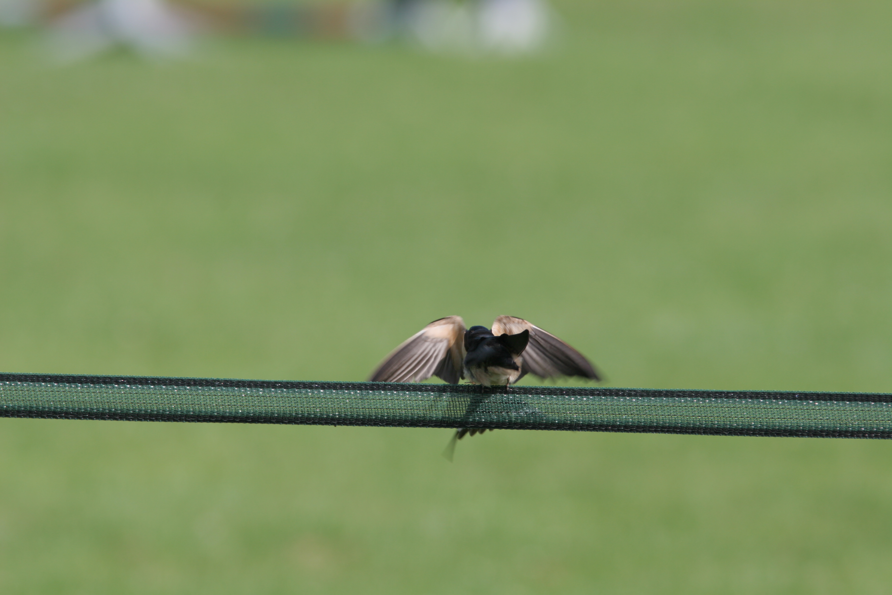 Jonge Boerenzwaluw wordt gevoed