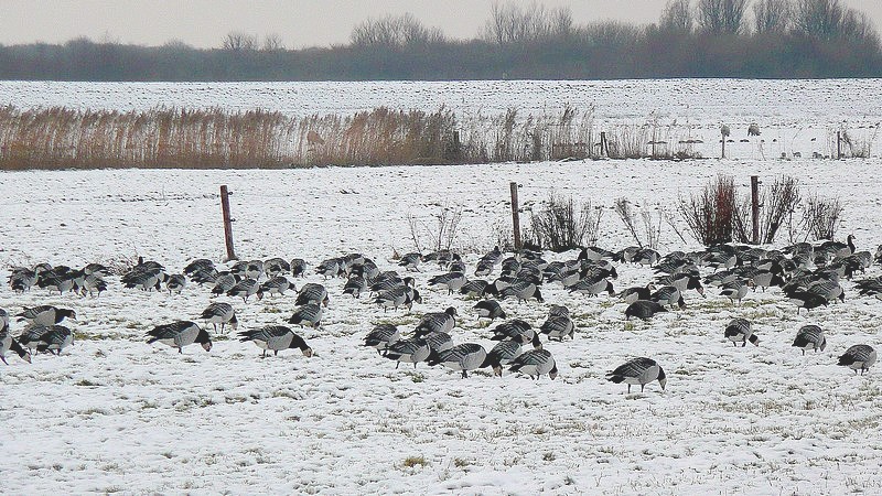 brandganzen in de kou op Schiermonnikoog