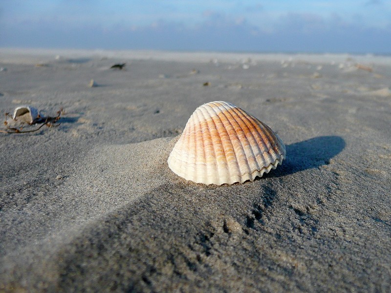 op de uitkijk Schiermonnikoog