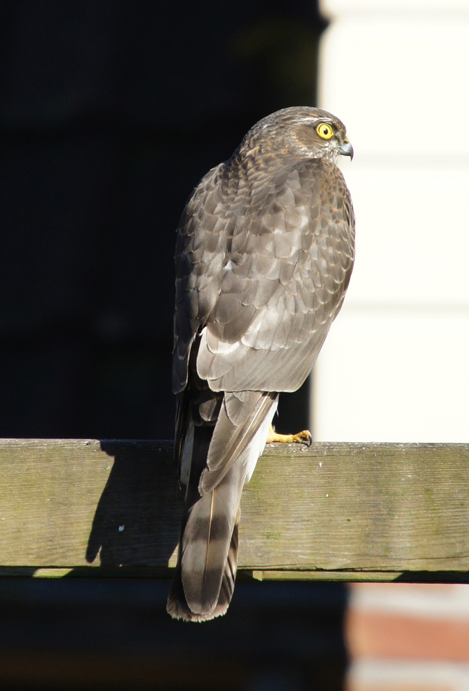 buizerd