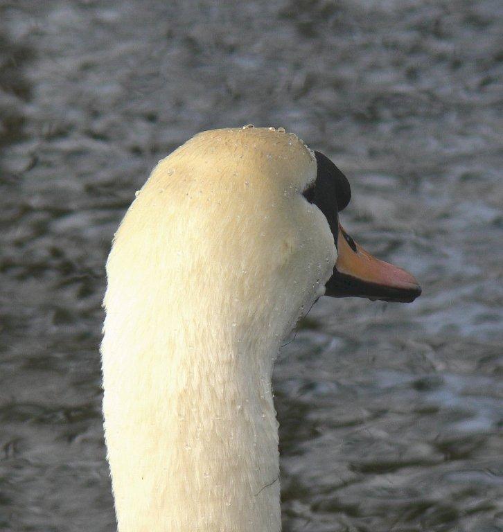 Ik heb geen zin meer om te poseren, ik ga!