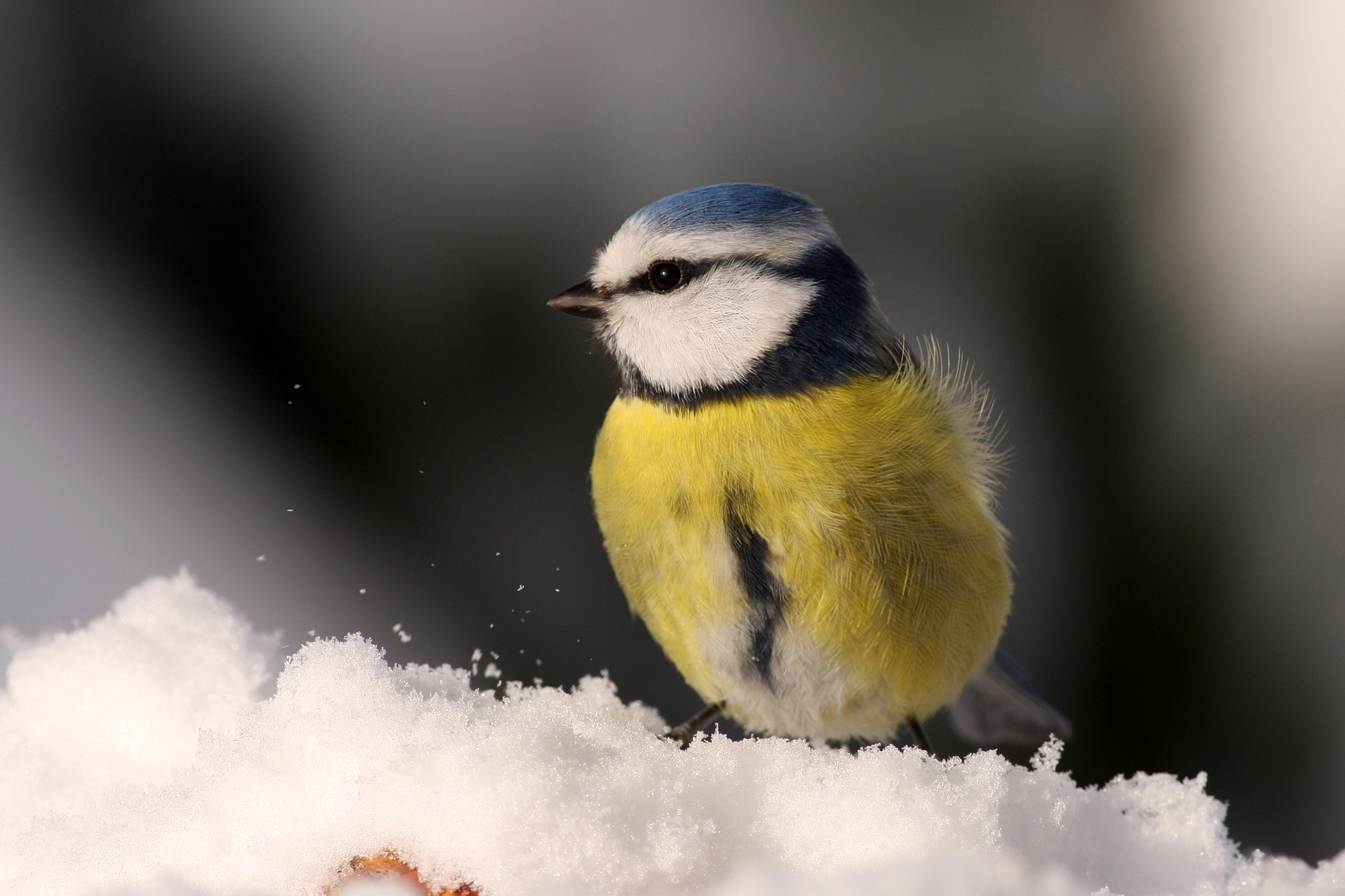 pimpelmees in de sneeuw