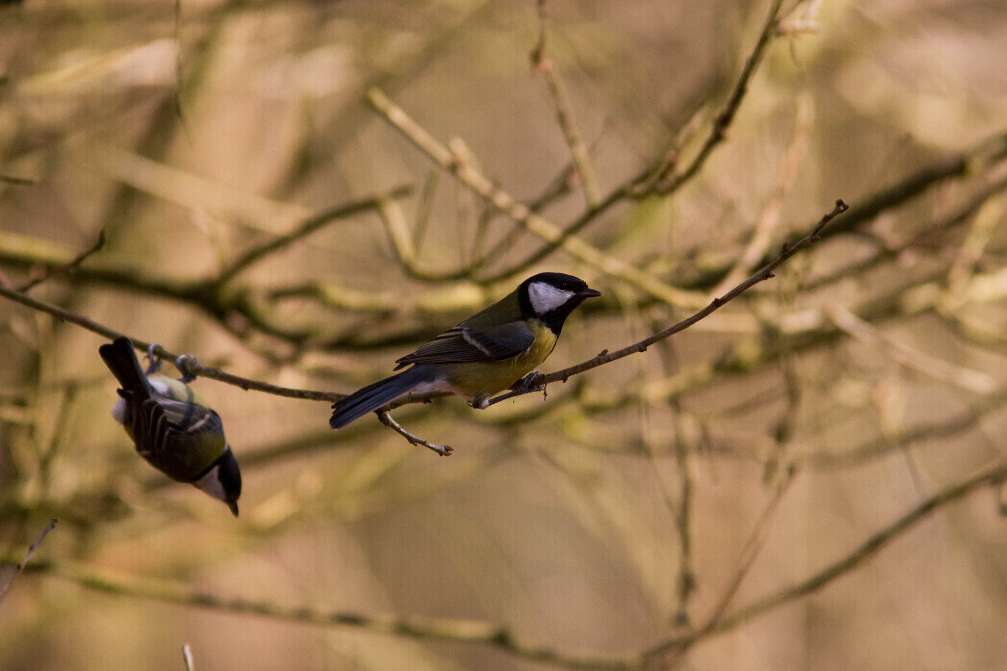 Koolmezen in de boom