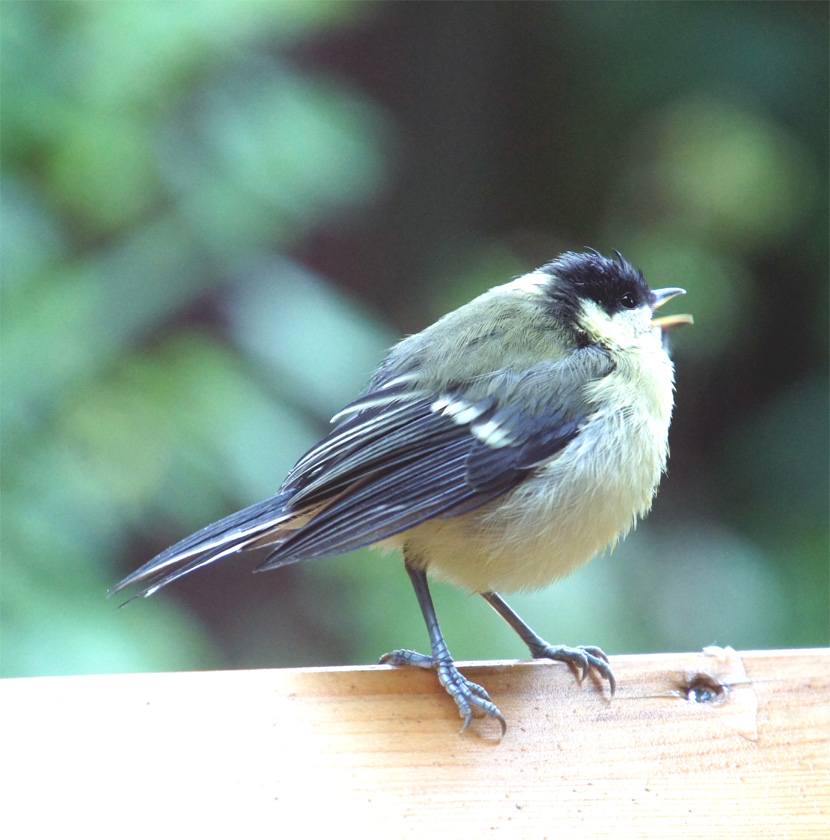 jong meesje in de regen