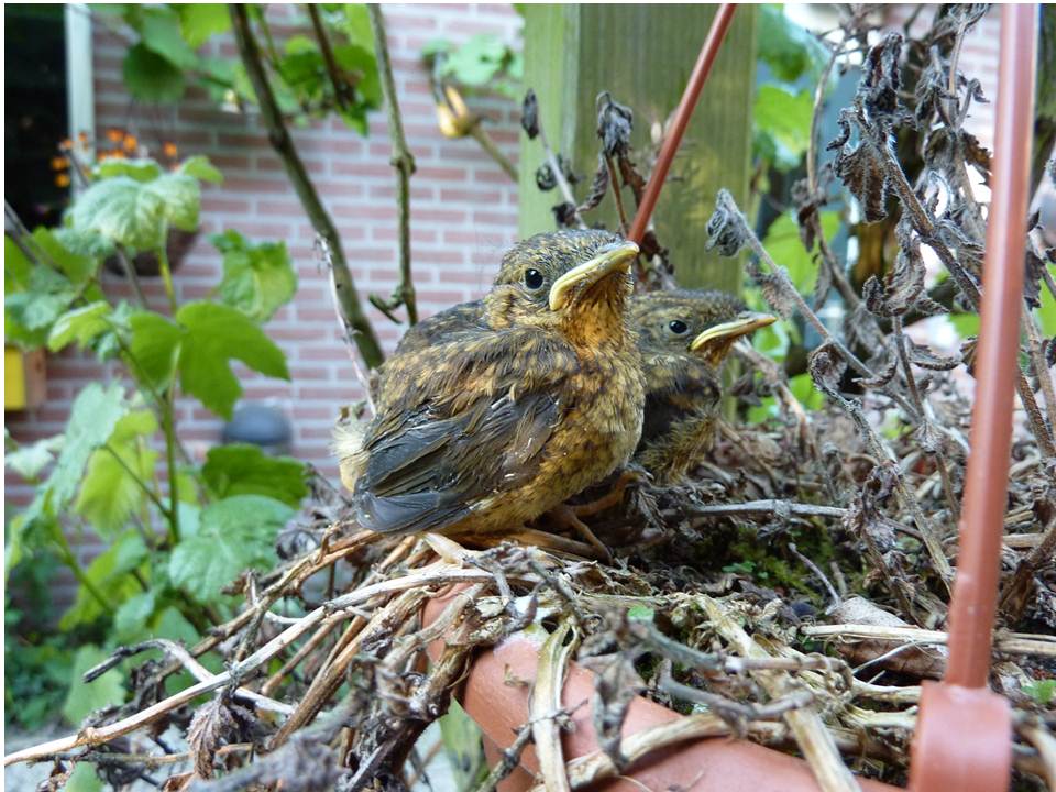 Roodborstjes, eerste dag buiten het nest