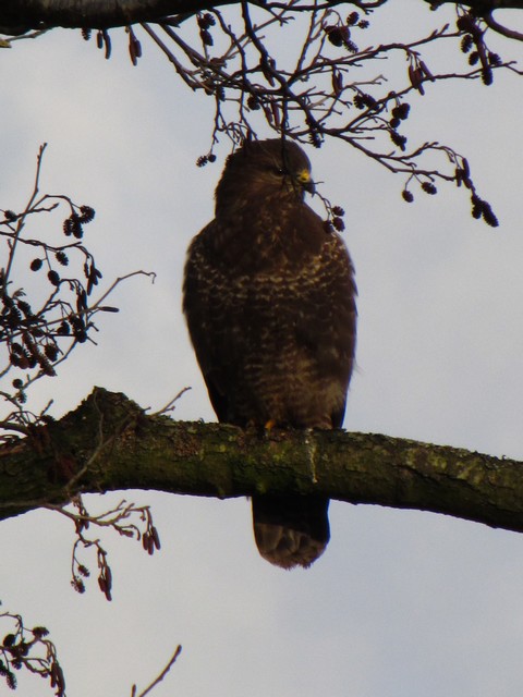 Buizerd heel hoog in een boom