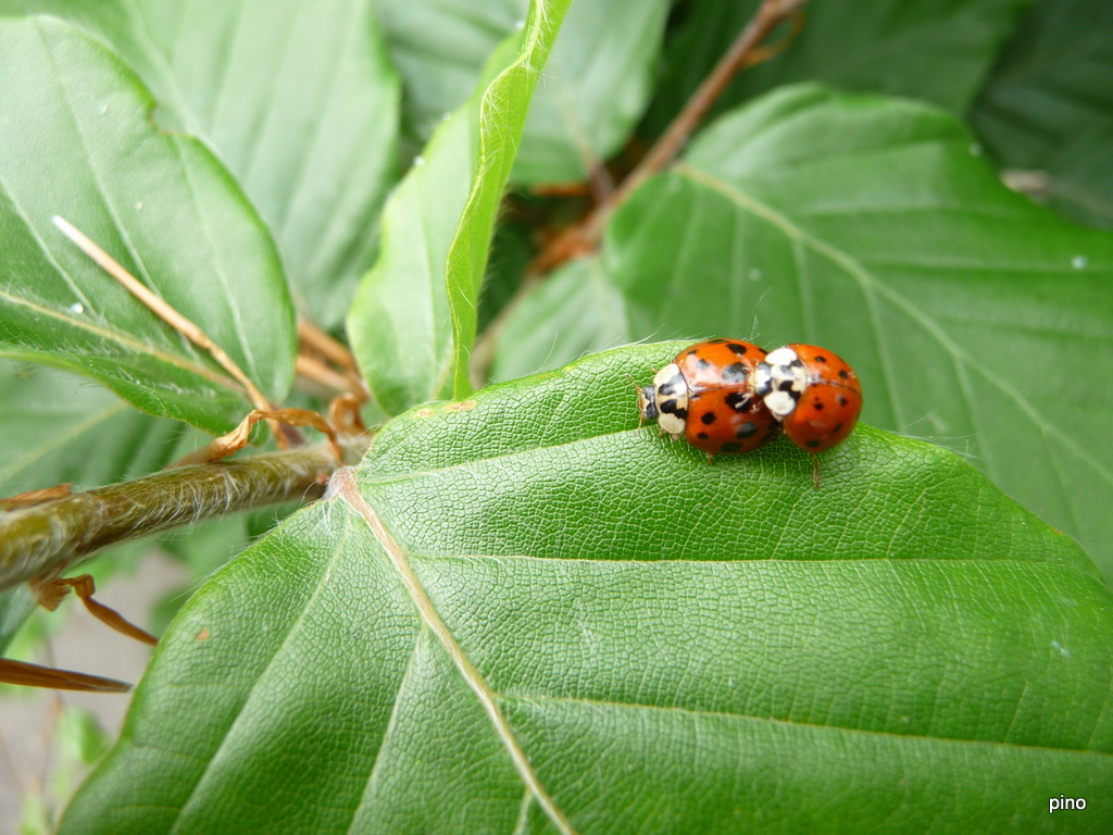 lieve lieveheersbeestjes