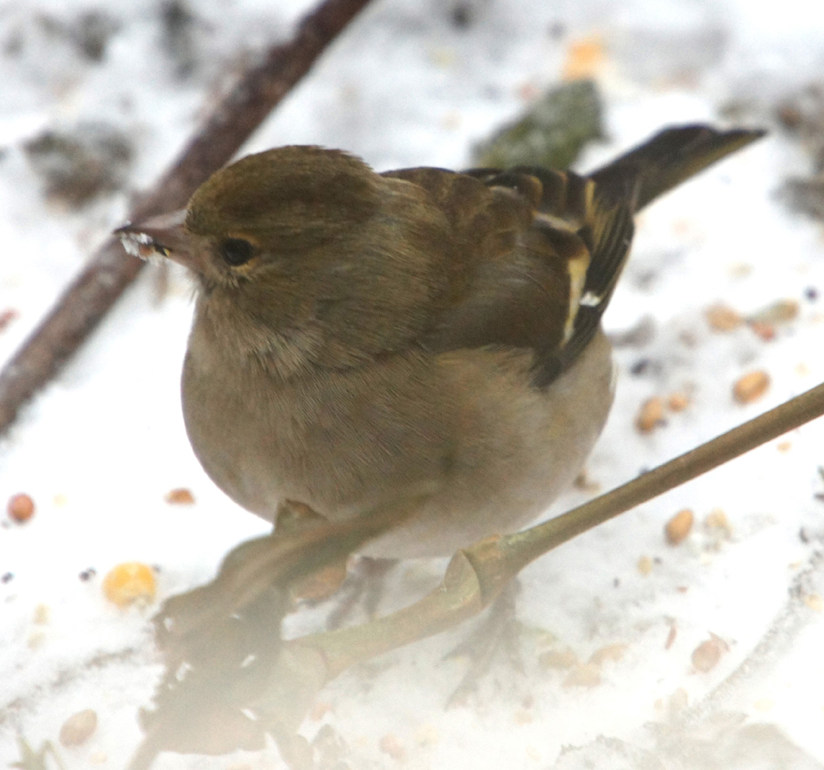 jonge mus in de sneeuw