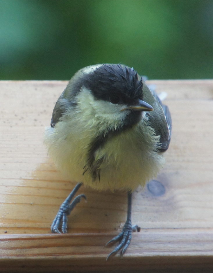 jong meesje in de regen