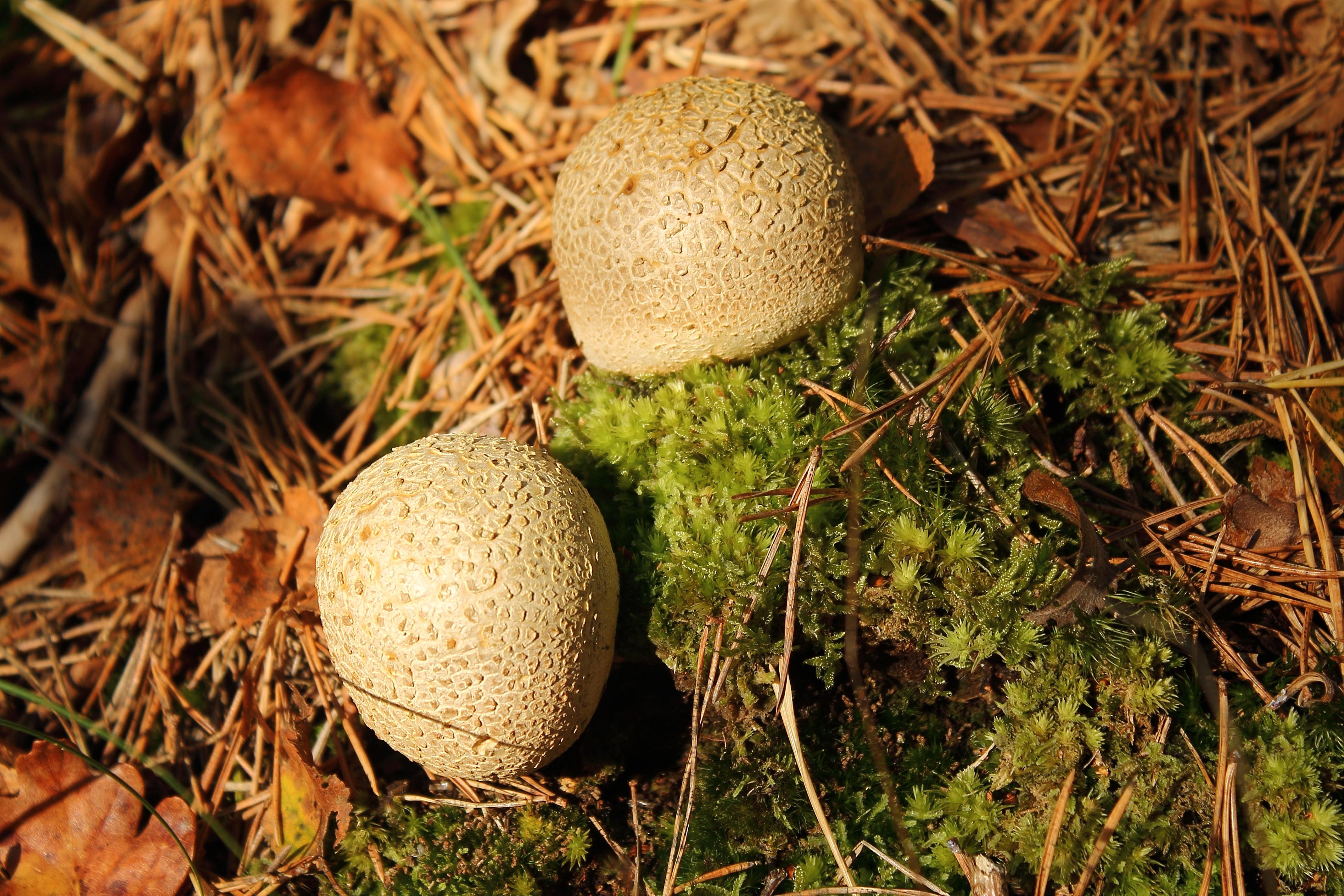 Kleine aardappelbovist