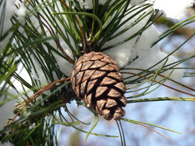 hangend onder witte deken