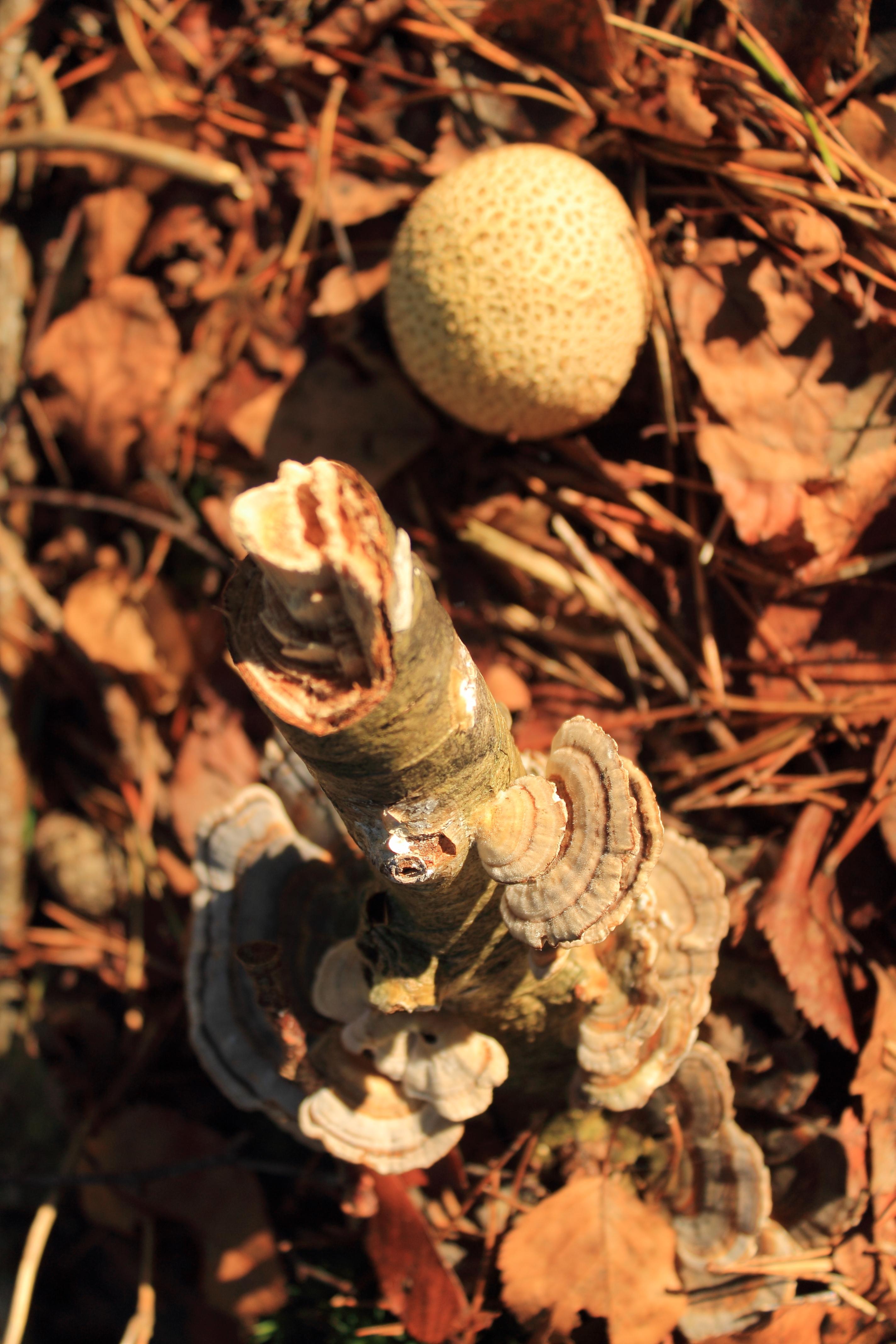 o.a Kleine aardappelbovist