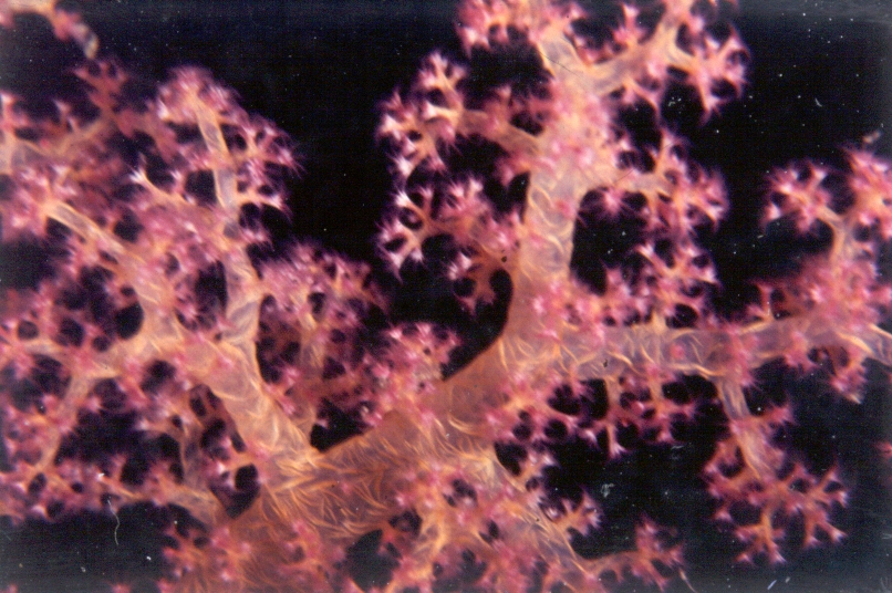 soft coral