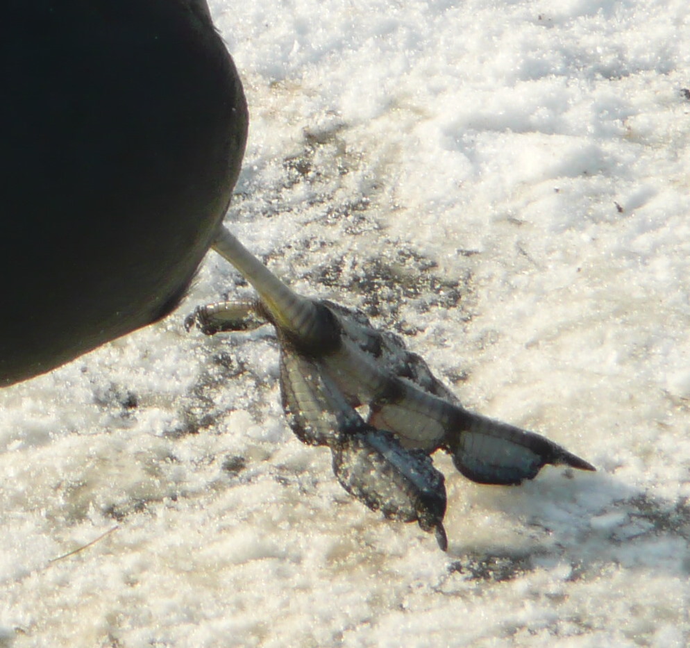 Heb ik niet een mooi pootje?