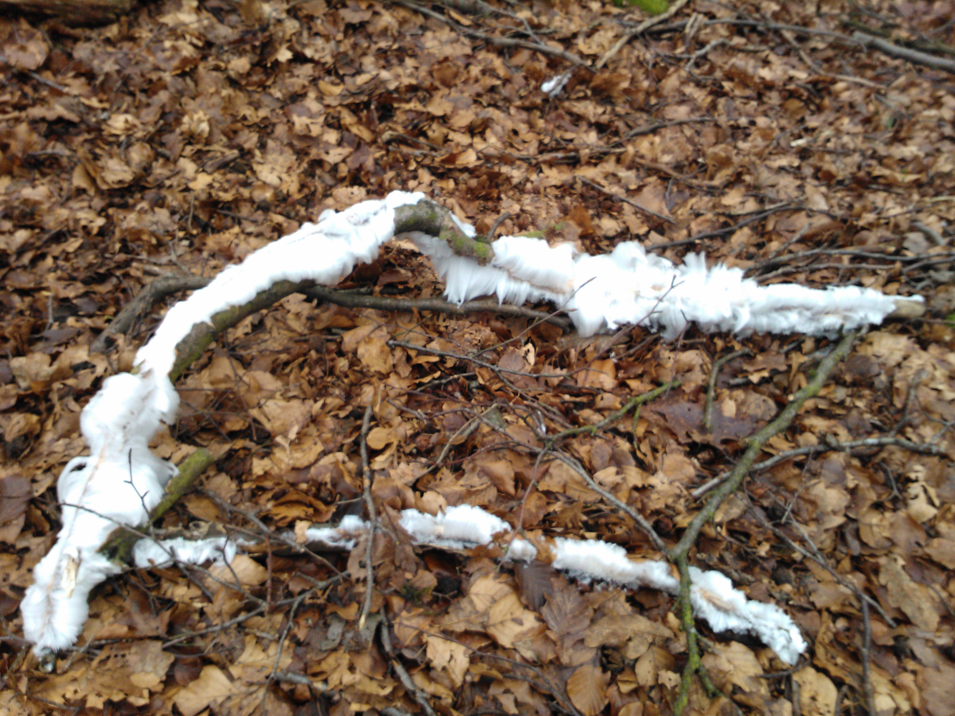 Ijshaar in Leuvenemse bos