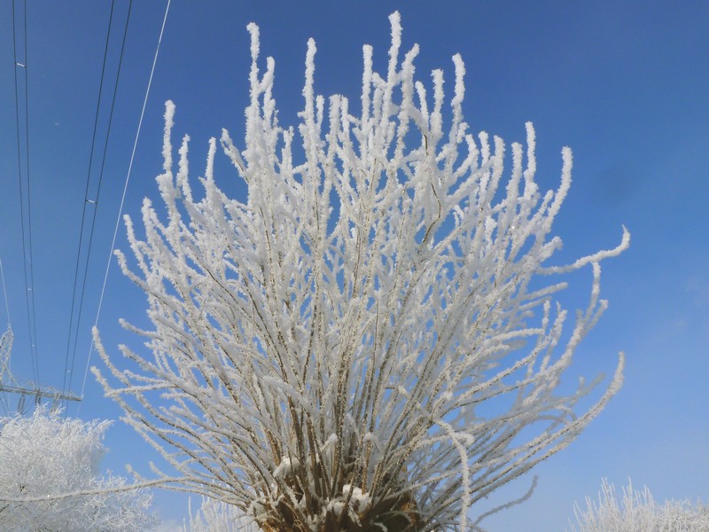 knotwilg onder hoogspanning