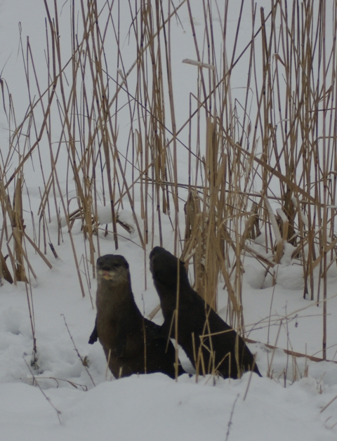 Wij hebben geen last van de Kou