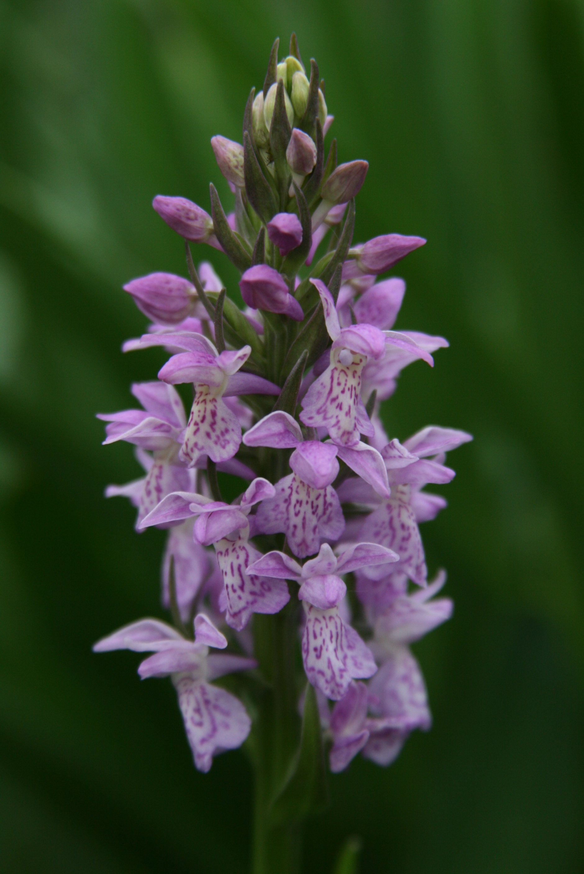 Wilde orchidee