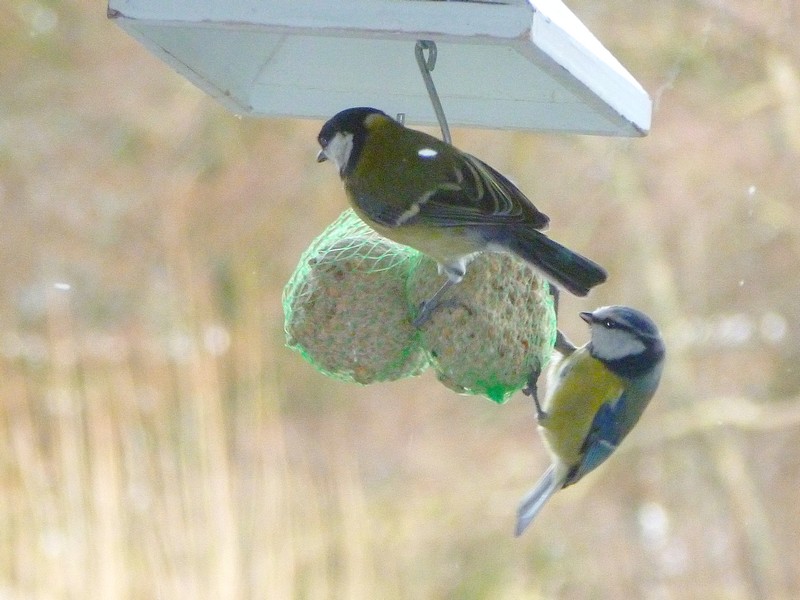 pimpeltje en koolmees