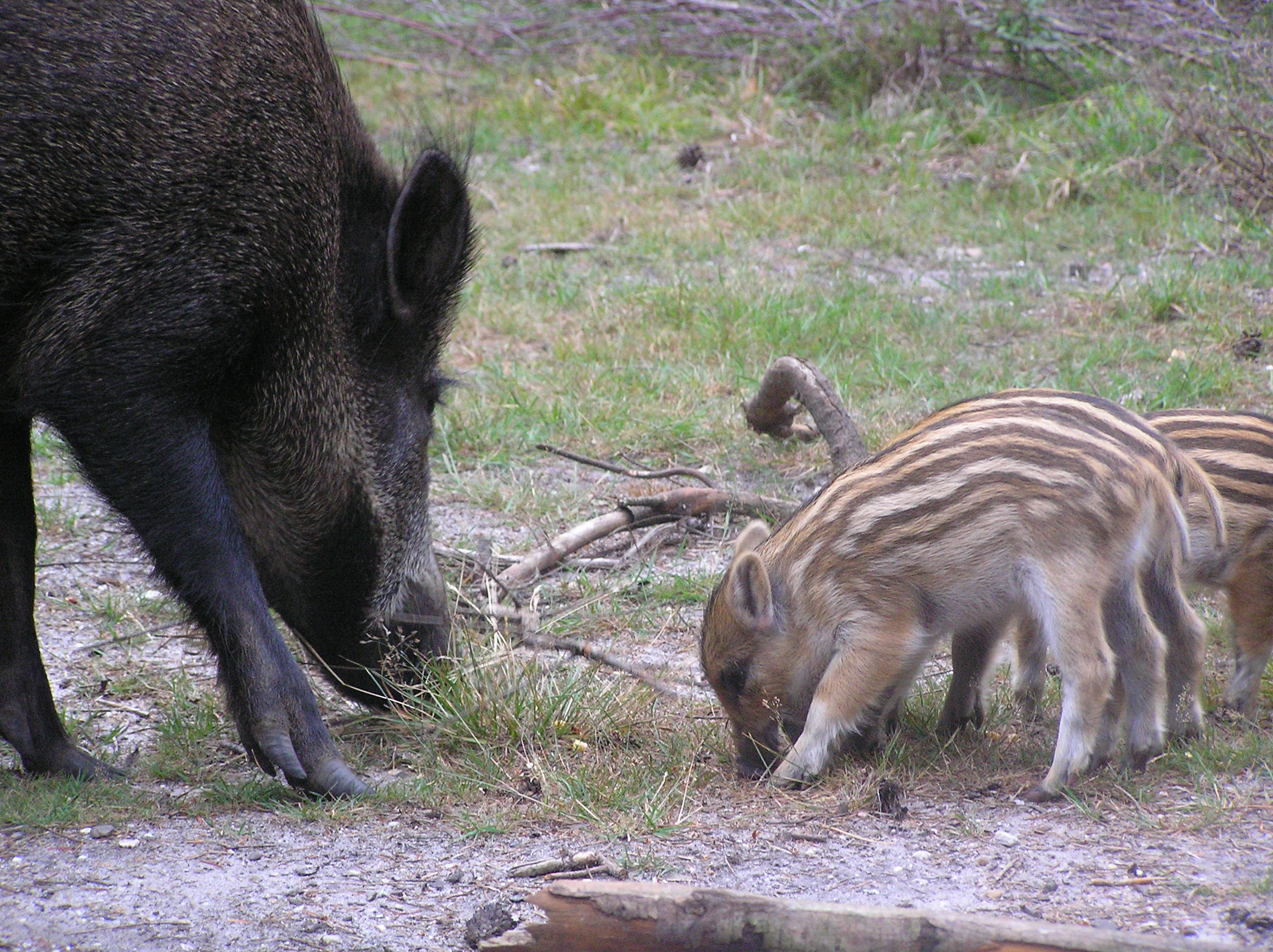 Wild zwijn met biggetjes