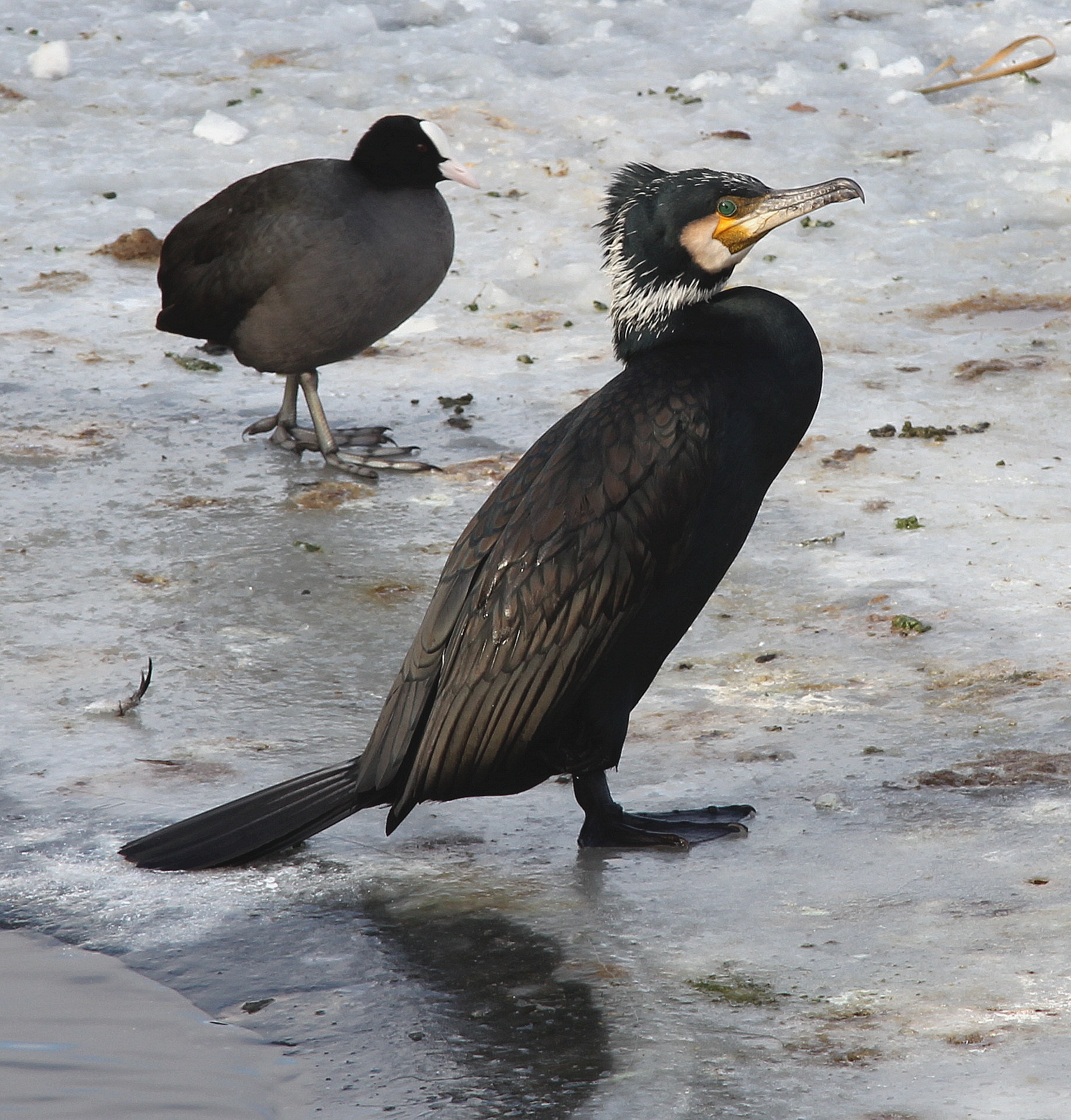 "Aalscholver samen met Meerkoet op het ijs"