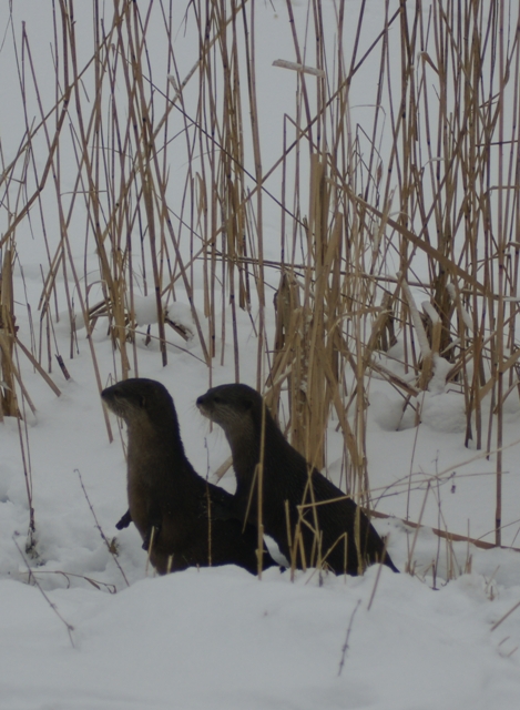 Nog steeds geen last van de kou