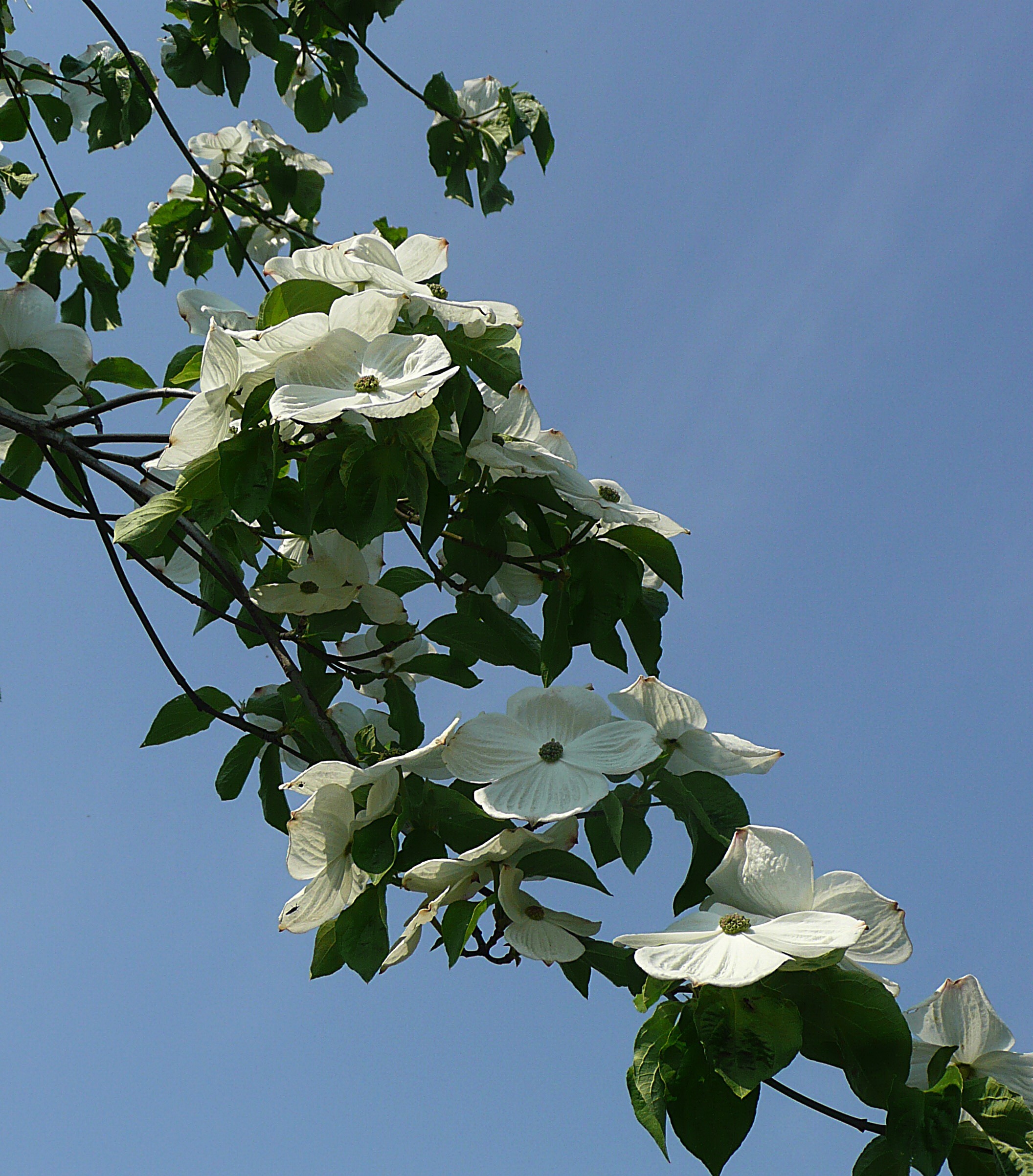 Voor Gerda, Anaben en Pie.ton