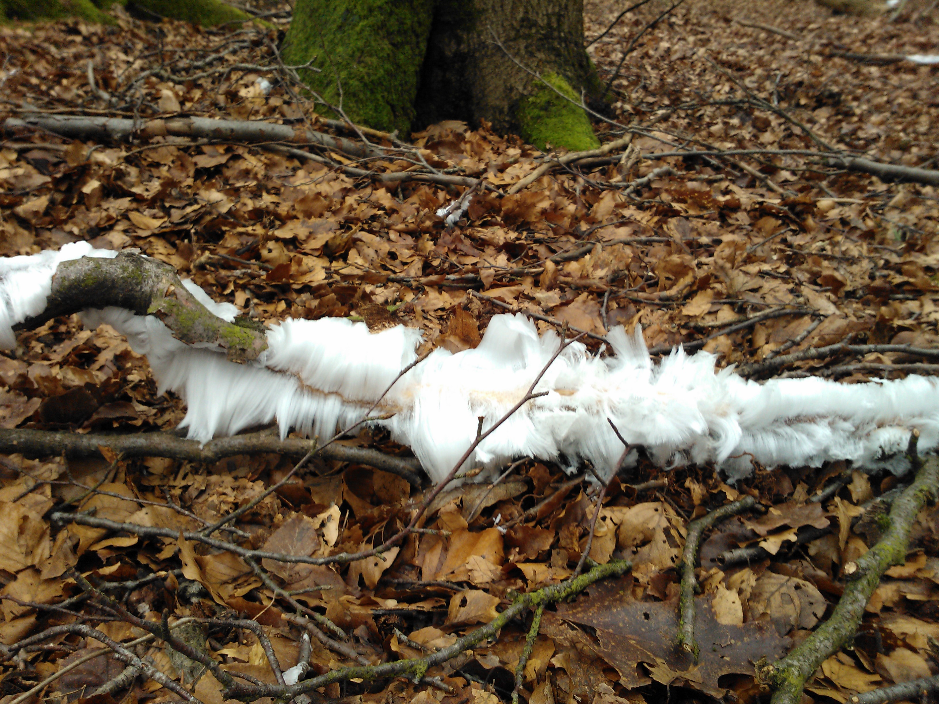 Ijshaar in Leuvenemse bos