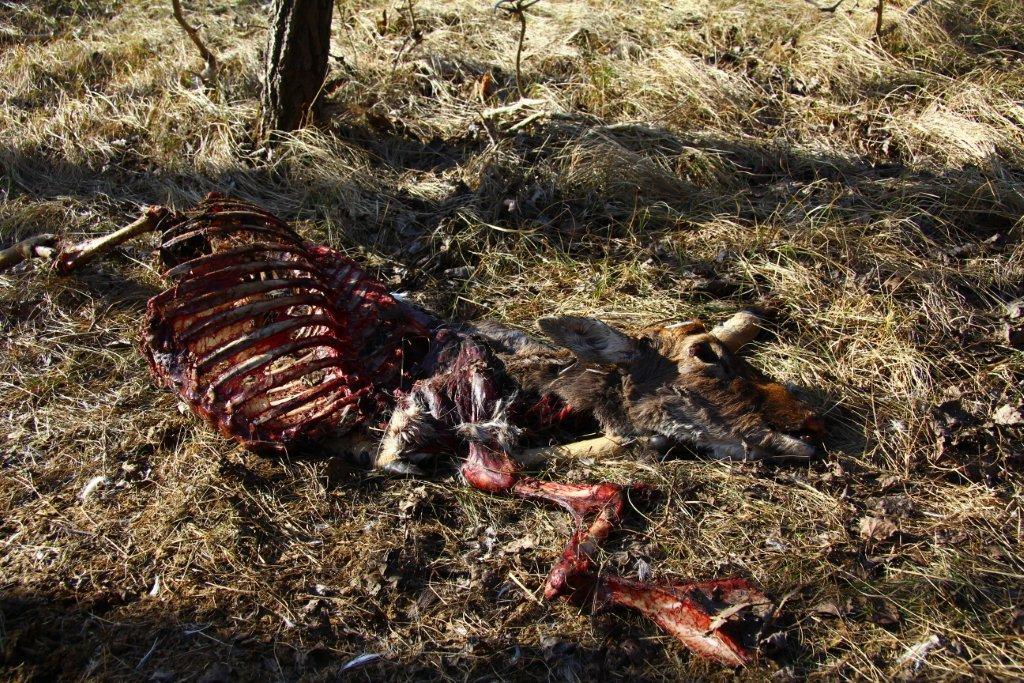 Terug naar de natuur.