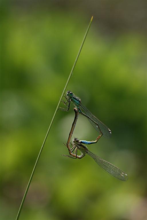 Paringswiel waterjuffers