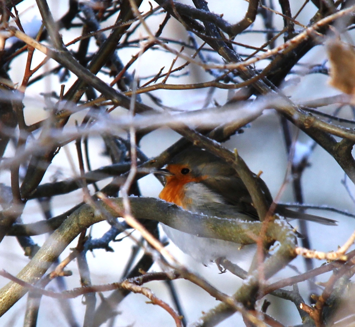 Verstoppertje spelen