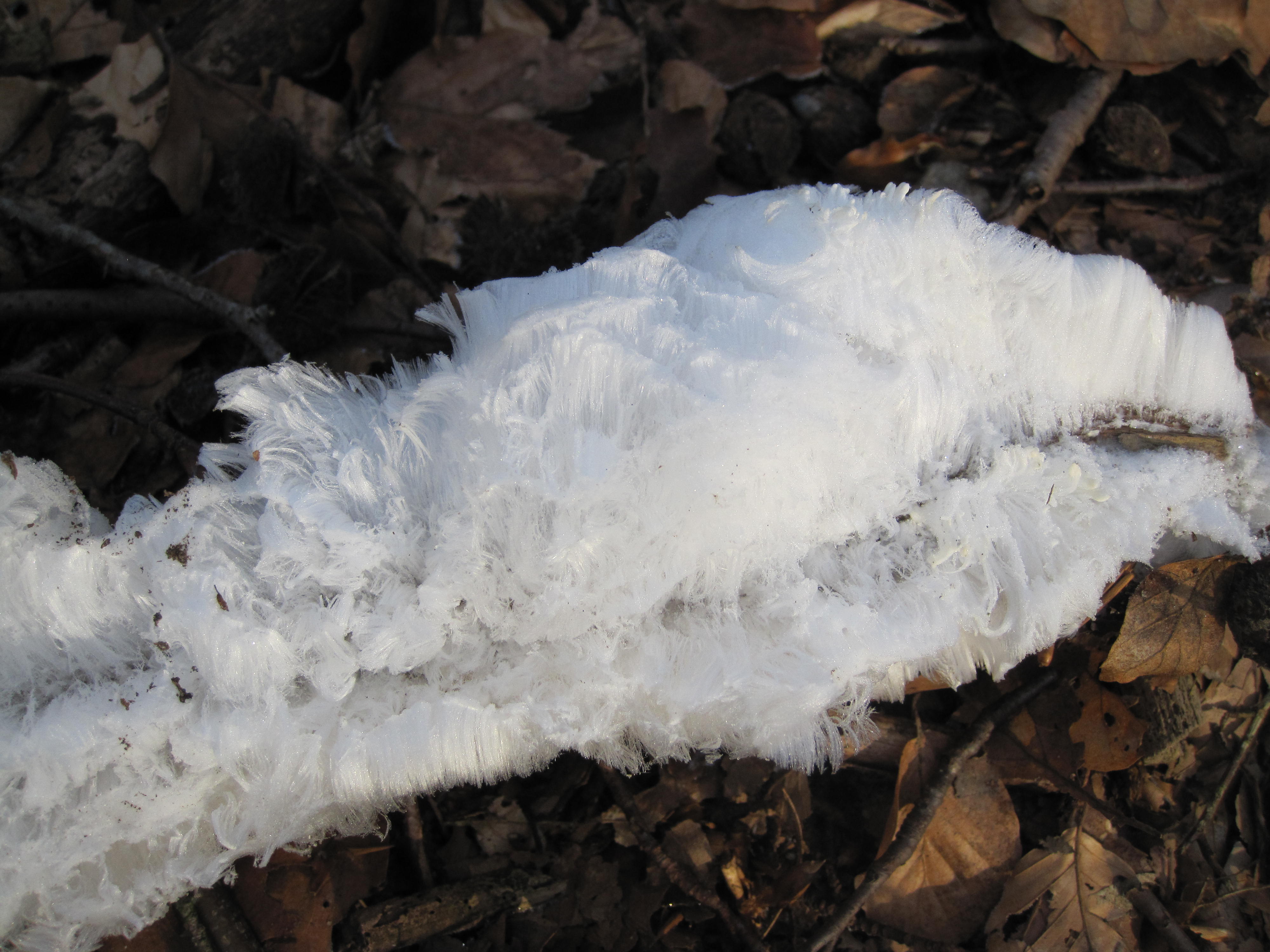 Het mooiste ijshaar in de Kroondomeinen 03