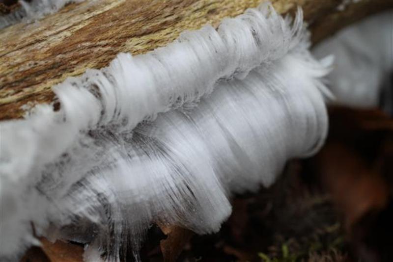 Meer haarijs op De Hoge Veluwe
