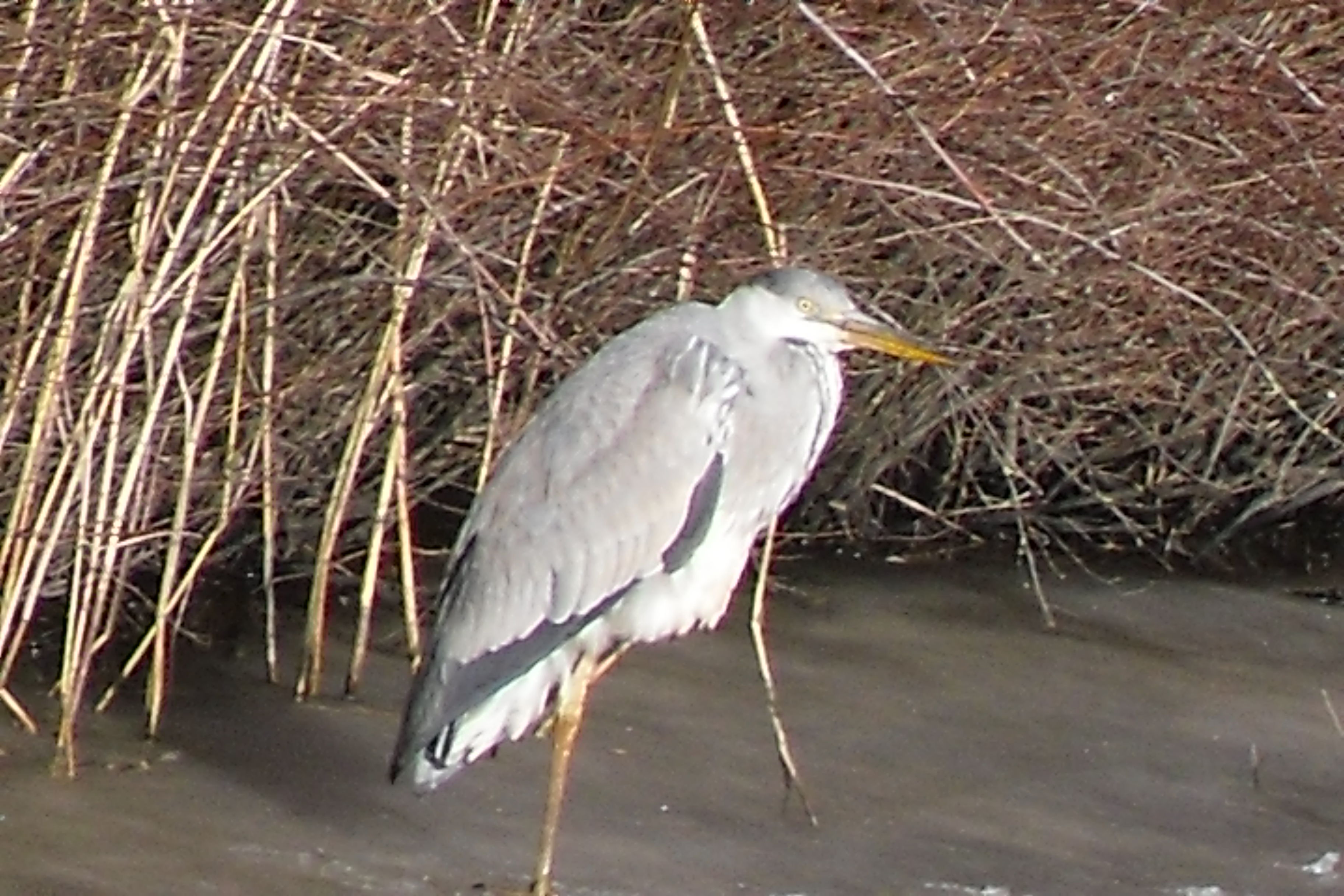 reiger