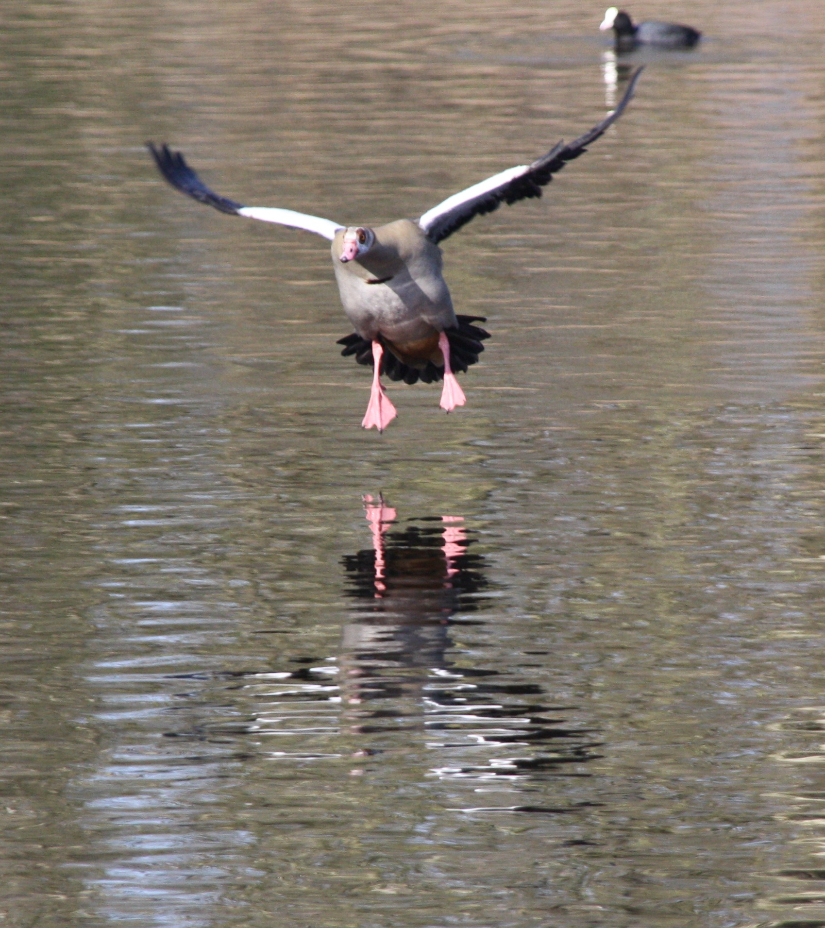 Nijlgans zet landing in