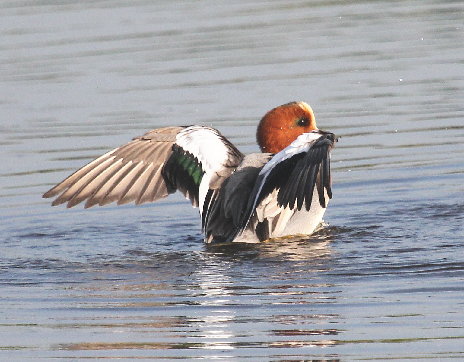 En nog eens genieten........! (4)