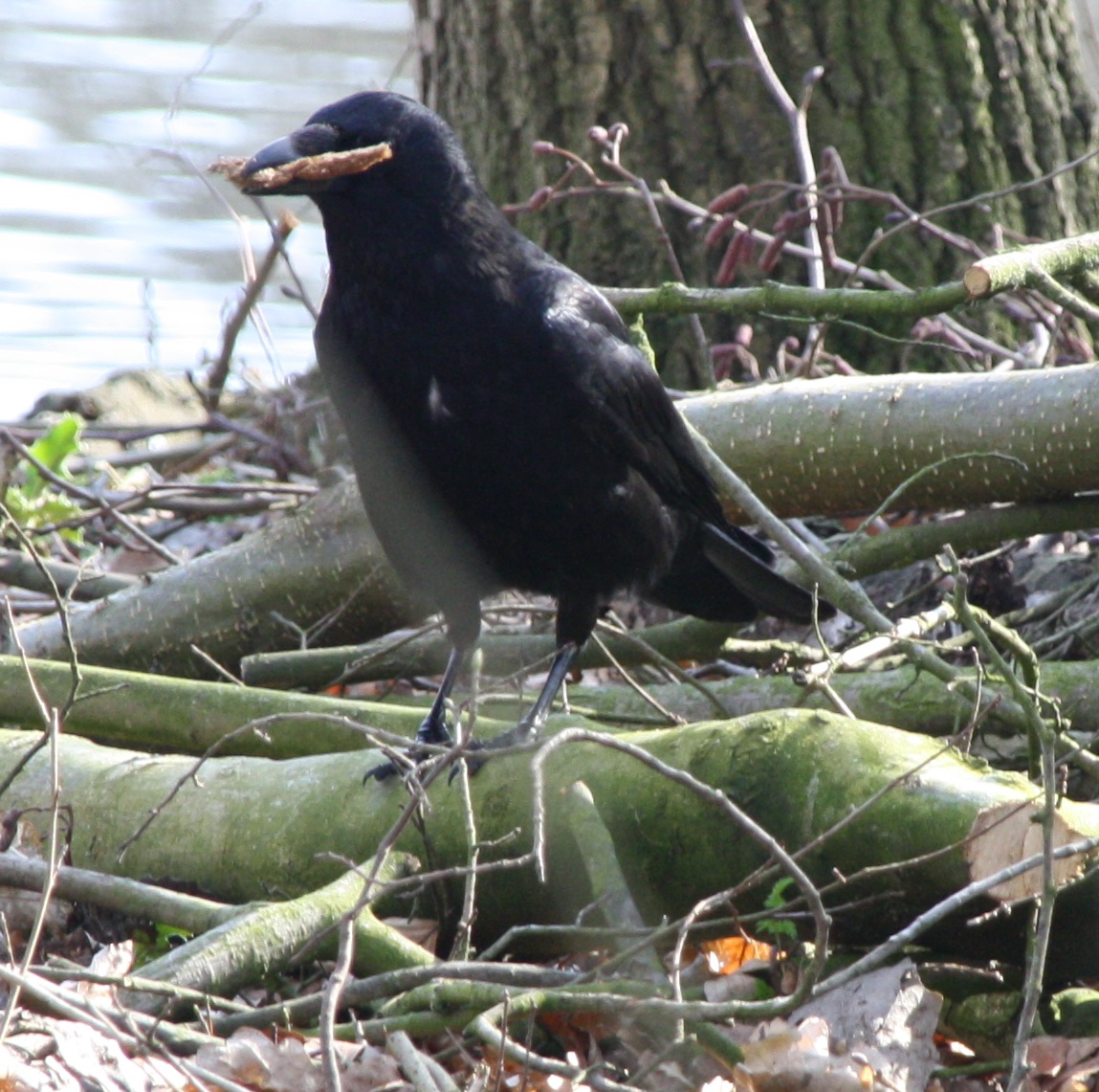 Kraai eet brood
