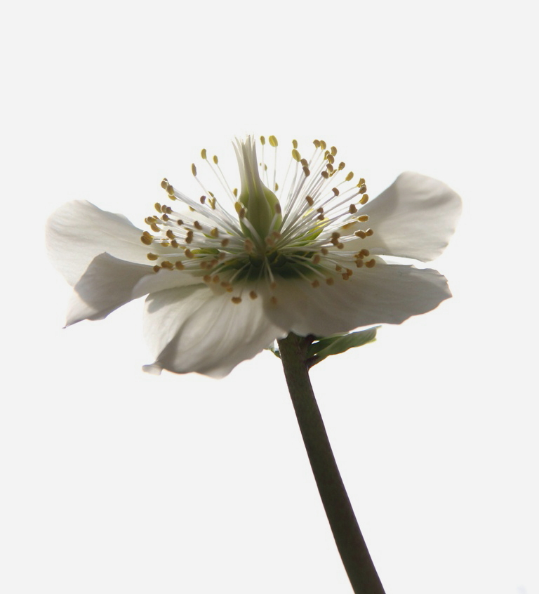 Helleborus ( niger )