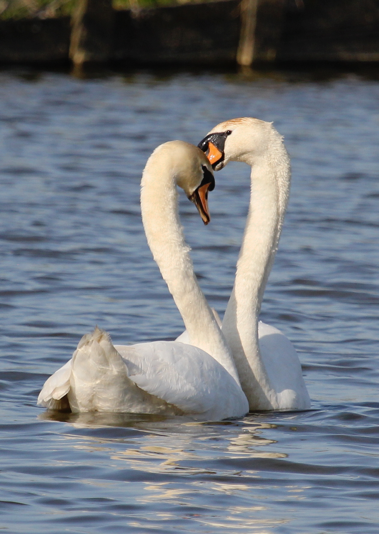 "Love is in the air"