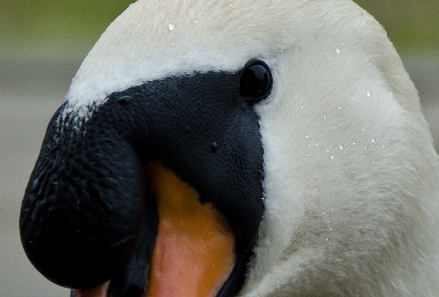 Knobbelzwaan close up